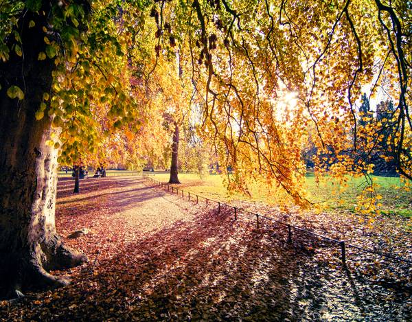 Farbenprächtiger Herbstbaum im Sonnenlicht in Leipzig von Dennis Wetzel