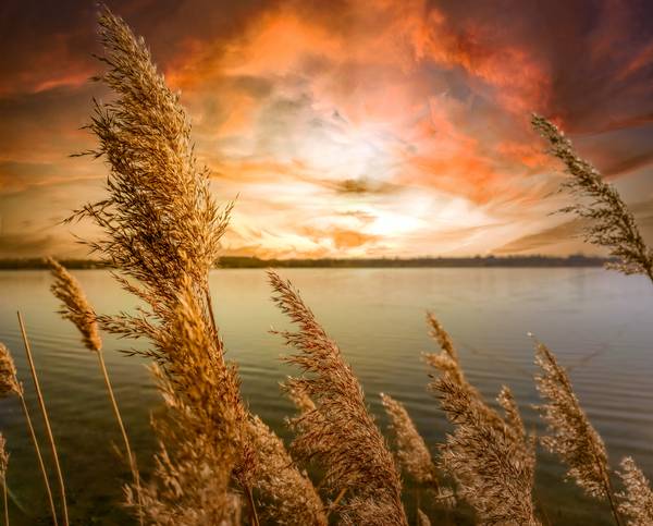 Goldenes Schilf mit Sonnenuntergang am Kulkwitzer See Leipzig von Dennis Wetzel