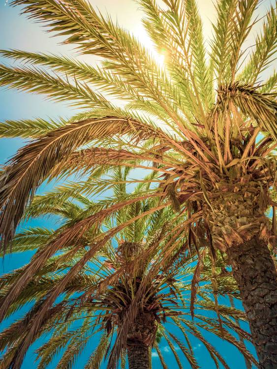 Palmenwedel im Sonnenlicht, Palme in der Sonne von Dennis Wetzel