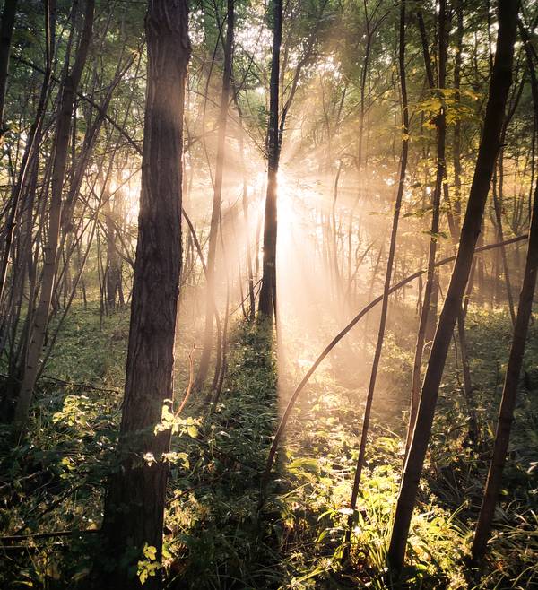 Sonne bricht durch Nebel im Wald 2 von Dennis Wetzel