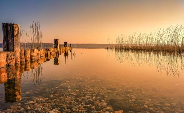 Sonnenaufgang mit Schilf am Störmthaler See Leipzig von Dennis Wetzel