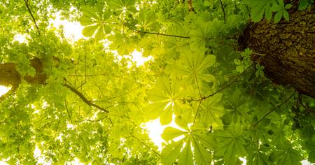 Blick nach Oben im Wald, grüne Bäume 2021