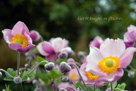Earth laughs in flowers, lila Blüten, Bild 2 von 3 2021