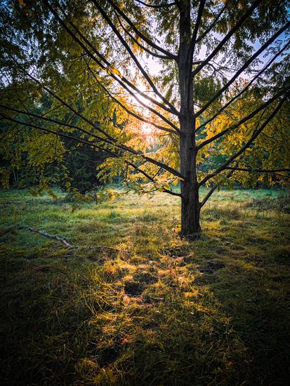 Herbstsonne im Wald bei Leipzig 2023