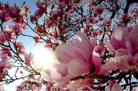 Magnolienbaum im Sonnenschein 2021