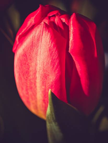 Rote Tulpe im Sonnenlicht, Bild 2 2023