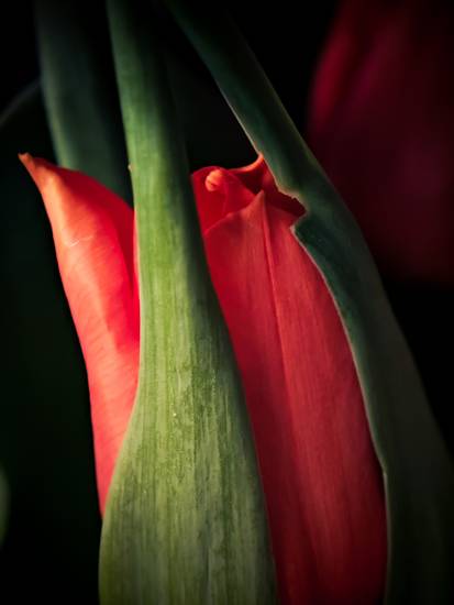 Rote Tulpe mit grünen Blättern 2023