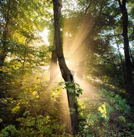 Sonne bricht durch Nebel im Wald 1 2022