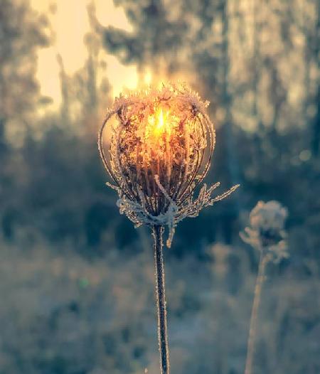 Sonne scheint durch eisige Blume 2022