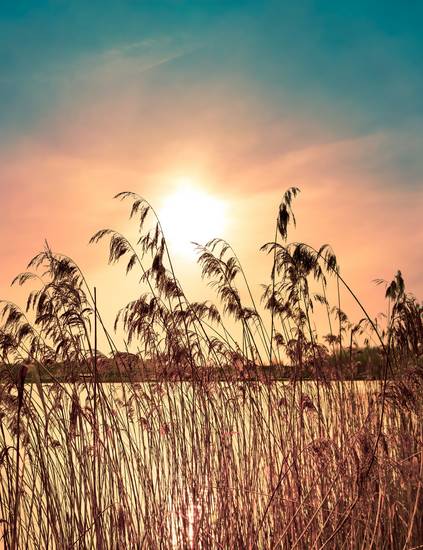 Sonnenuntergang am See mit Schilf  2022