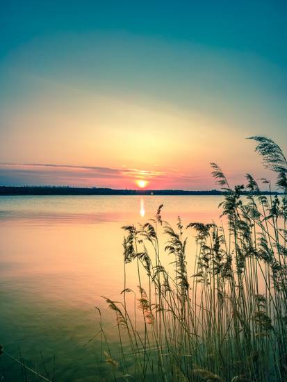 Sonnenuntergang mit Schilf am Markkleeberger See 2022