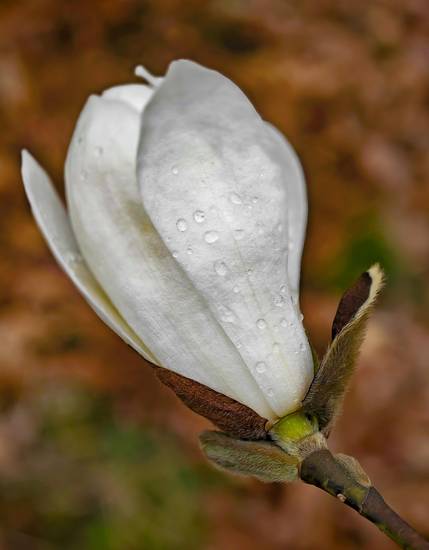 Weiße Magnolien Blüte mit Regentropfen 2023