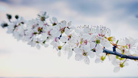 weißer Kirschblüten Zweig 2021