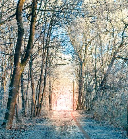 Weißer Winterwald mit Weg ins Licht im Küchenholz Leipzig 2023