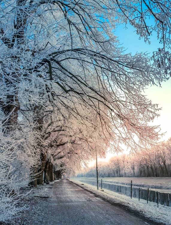 Weißer Winterwald an der Weißen Elster im Winter von Dennis Wetzel