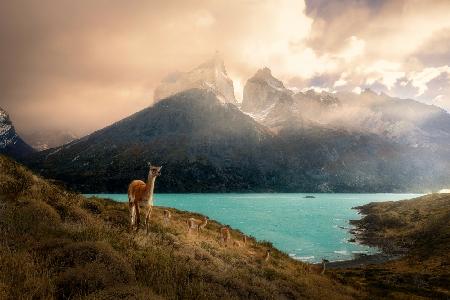 Alpaka im Torres del Paine II