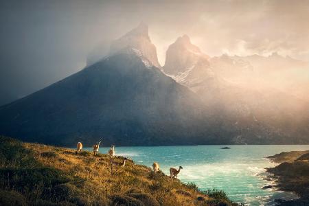 Alpaka in Torres de Paine