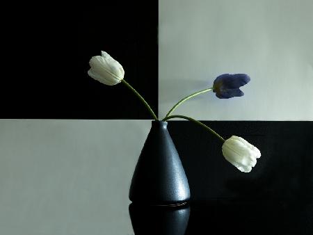 Tulpen II