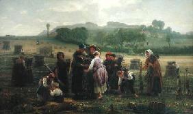 Harvesting Poppies in Picardy 1860