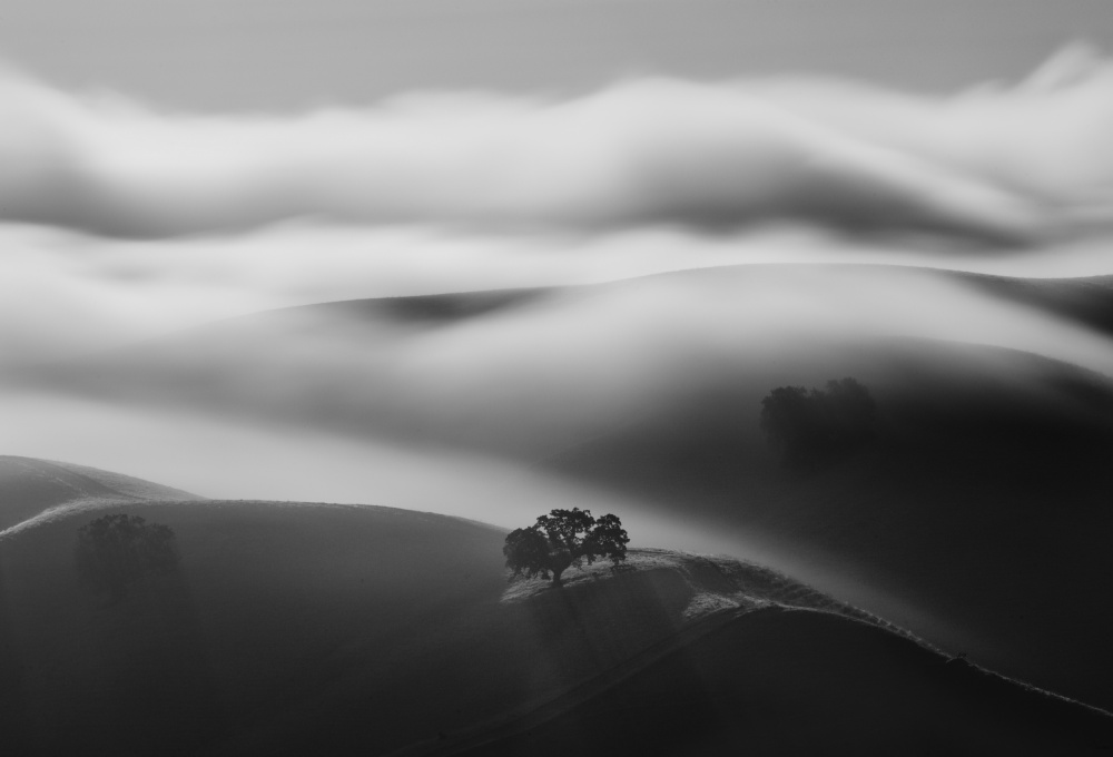Ein Baum im Nebel von Dianne Mao