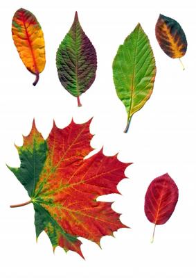 Herbstfärbung von Dietmar Stübing