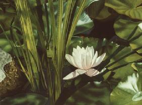 Nymphaea 1997