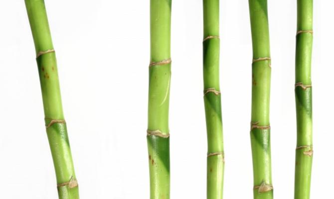 Bambus von Dietrich Pietsch