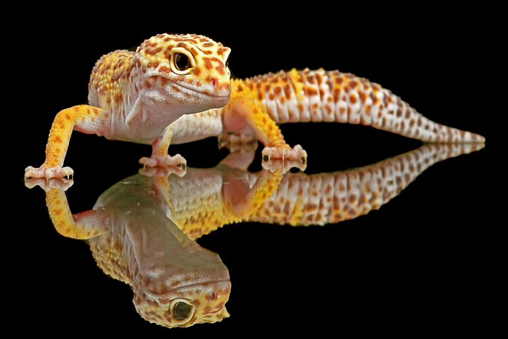 Leopardgecko von Dikky Oesin
