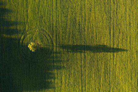 Einsamer Baum