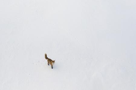 Neugieriger Fuchs
