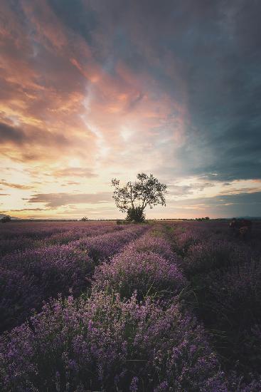 Lavendel-Sonnenaufgang