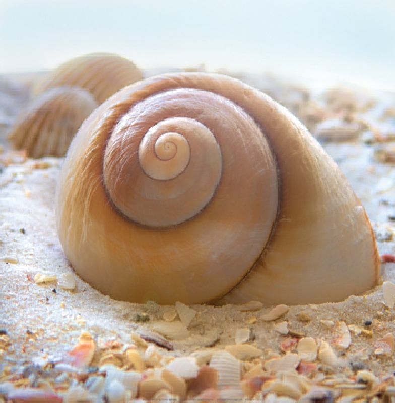 Beach Shell IV von Donna Geissler