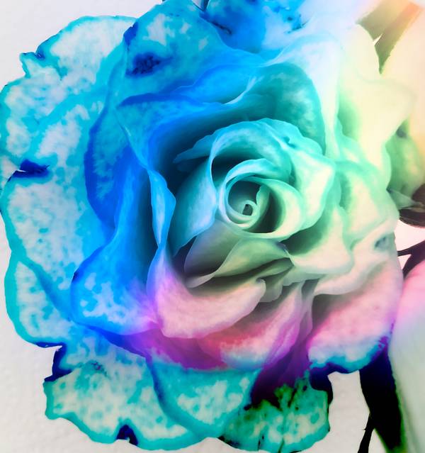 Die Rose! Königin der Blumen in voller Blüte 2 von Doris Beckmann