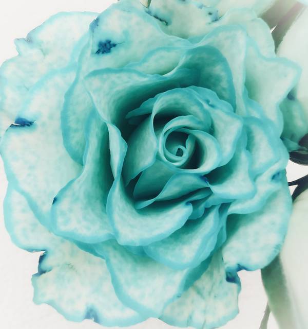 Die Rose! Königin der Blumen in voller Blüte 3 von Doris Beckmann