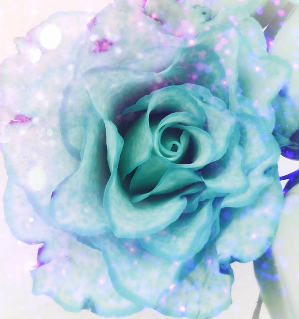 Die Rose! Königin der Blumen in voller Blüte 4 von Doris Beckmann