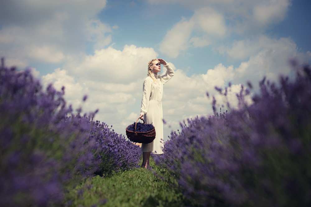 Lavender field von Dorota Górecka