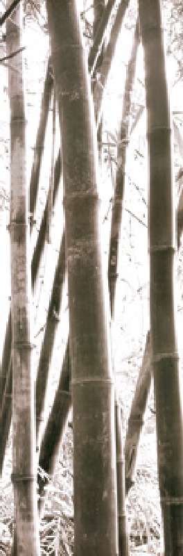 Bamboo Grove IV von Douglas Yan