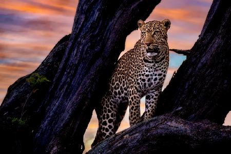 Leopard auf dem Baum
