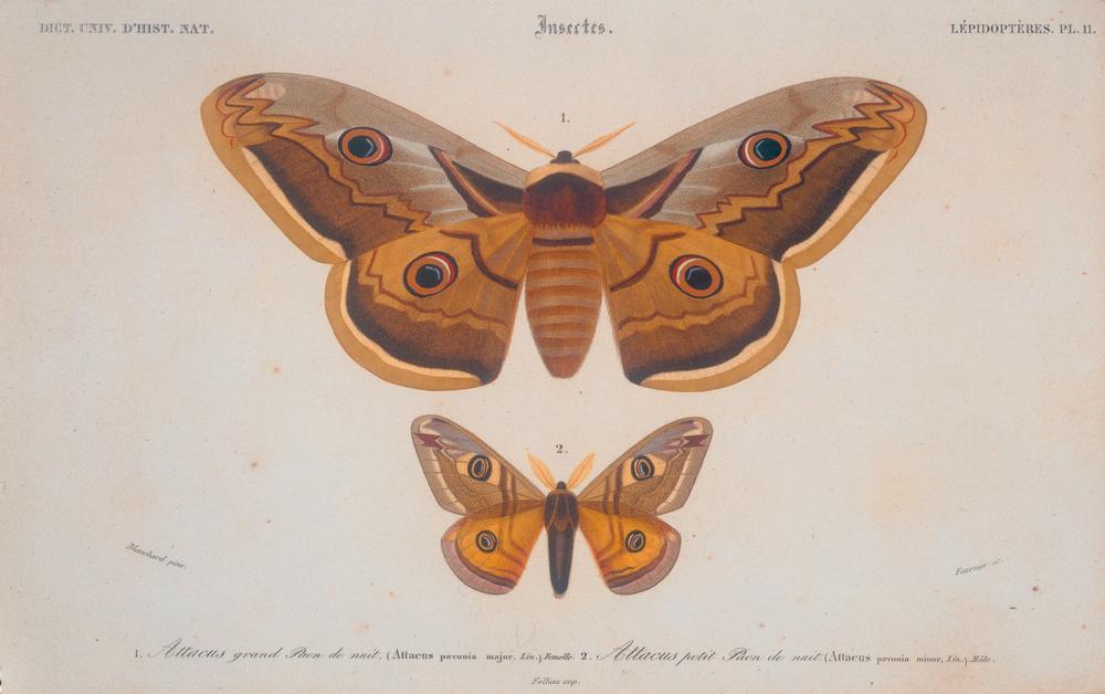 Attacus grand Paon de nuit (Attacus pavonia major) 2. Attacus petit paon de nuit (Attacus pavonia mi von E. Blanchard