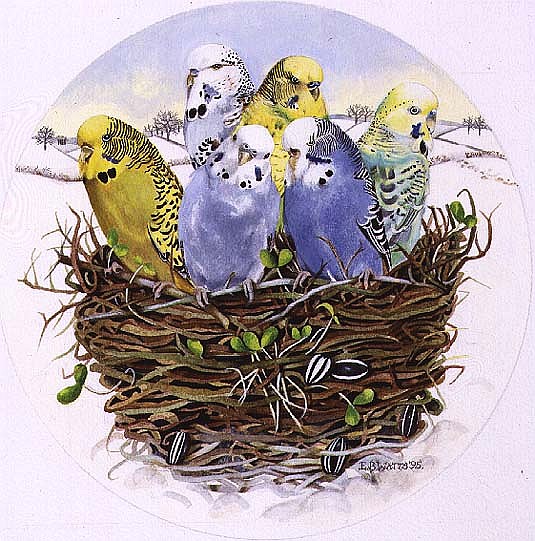 Budgerigars in a Nest, 1995 (acrylic)  von E.B.  Watts