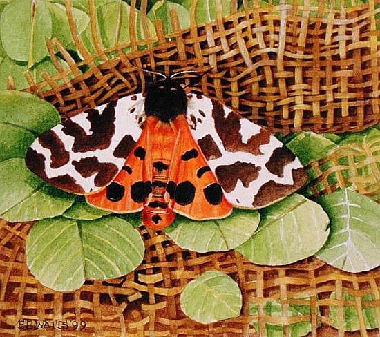 Tiger Moth, 1999 (acrylic on paper)  von E.B.  Watts