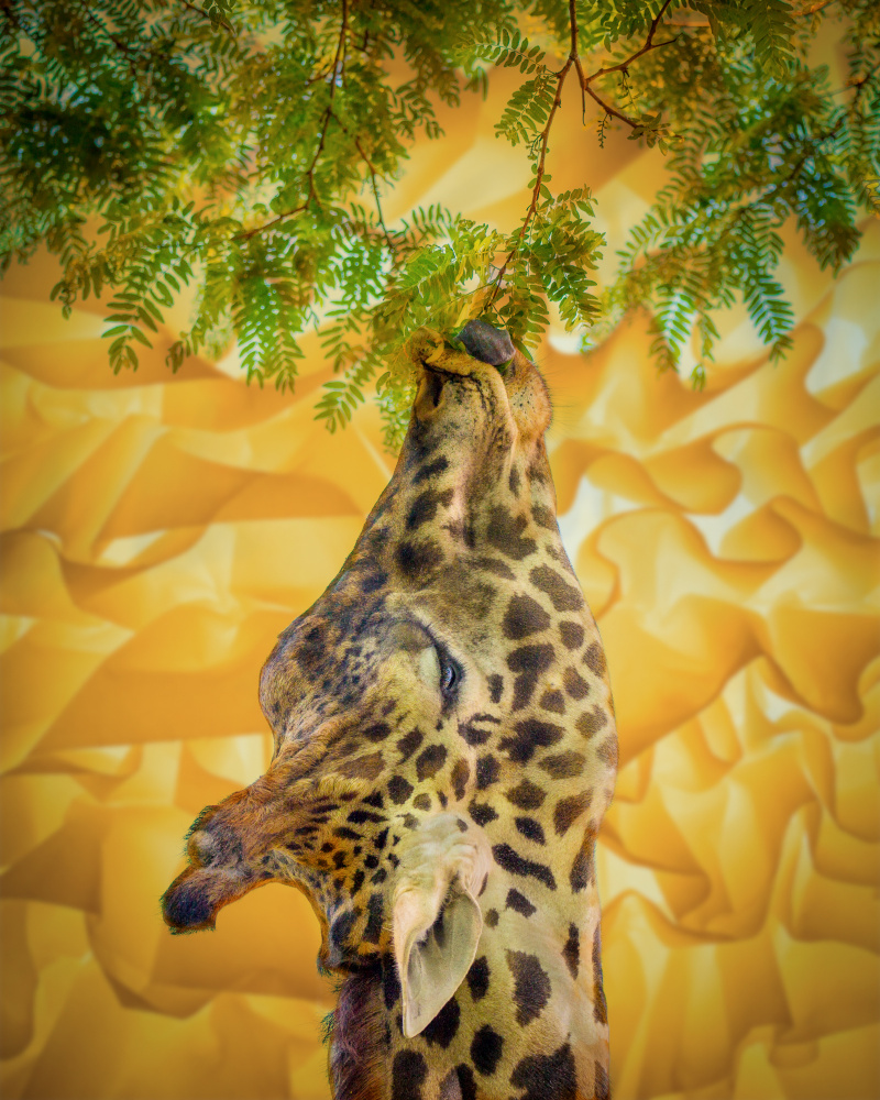 Giraffe im Zoo von Ed Esposito
