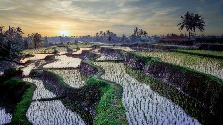 Reisfelder für immer