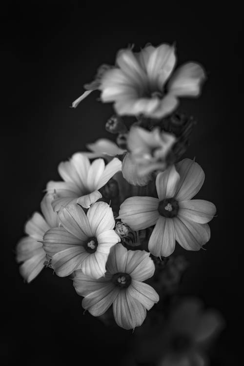 Blüten der gestreiften Binsenlilie von Edith Nero