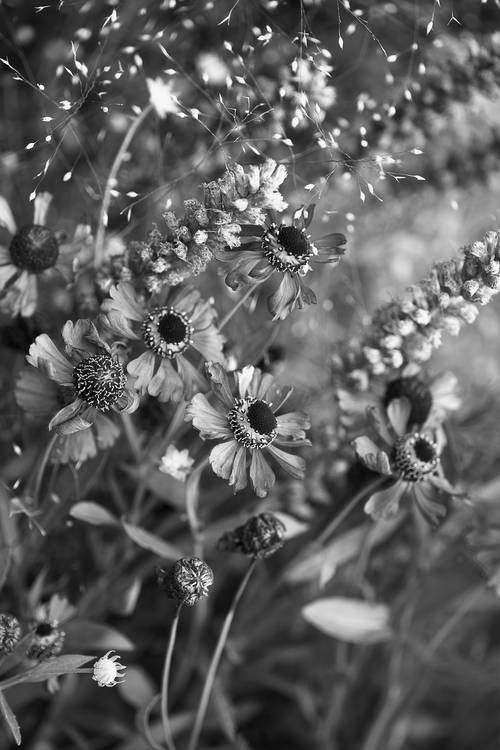 Blumen in schwarz-weiss von Edith Nero