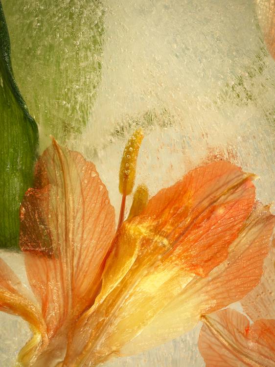 Gefrorener Blütenzauber von Edith Nero