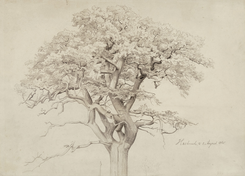 Baumkrone von Edmund Friedrich Kanoldt