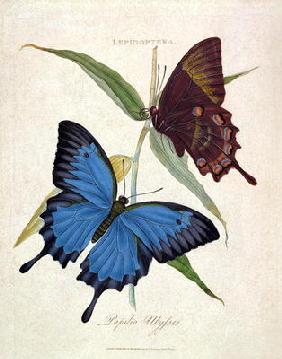 Butterfly: Papilo Ulysses, pub. by the artist, 1800 (engraving) 16th