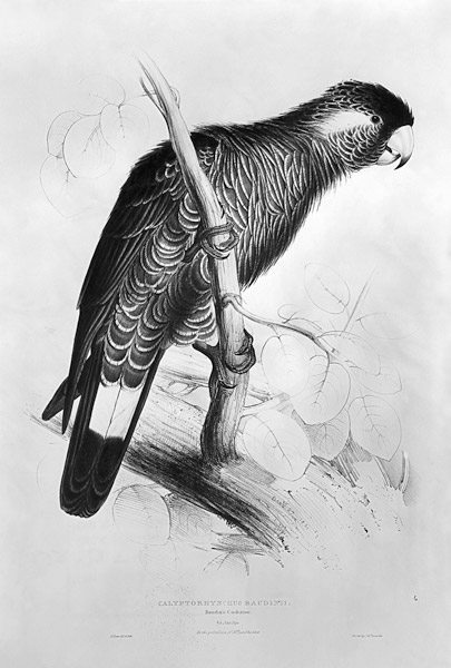 Calyptorhynchus Baudinii, or Baudin''s Cockatoo von Edward Lear