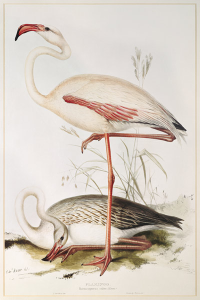 Flamingo von Edward Lear